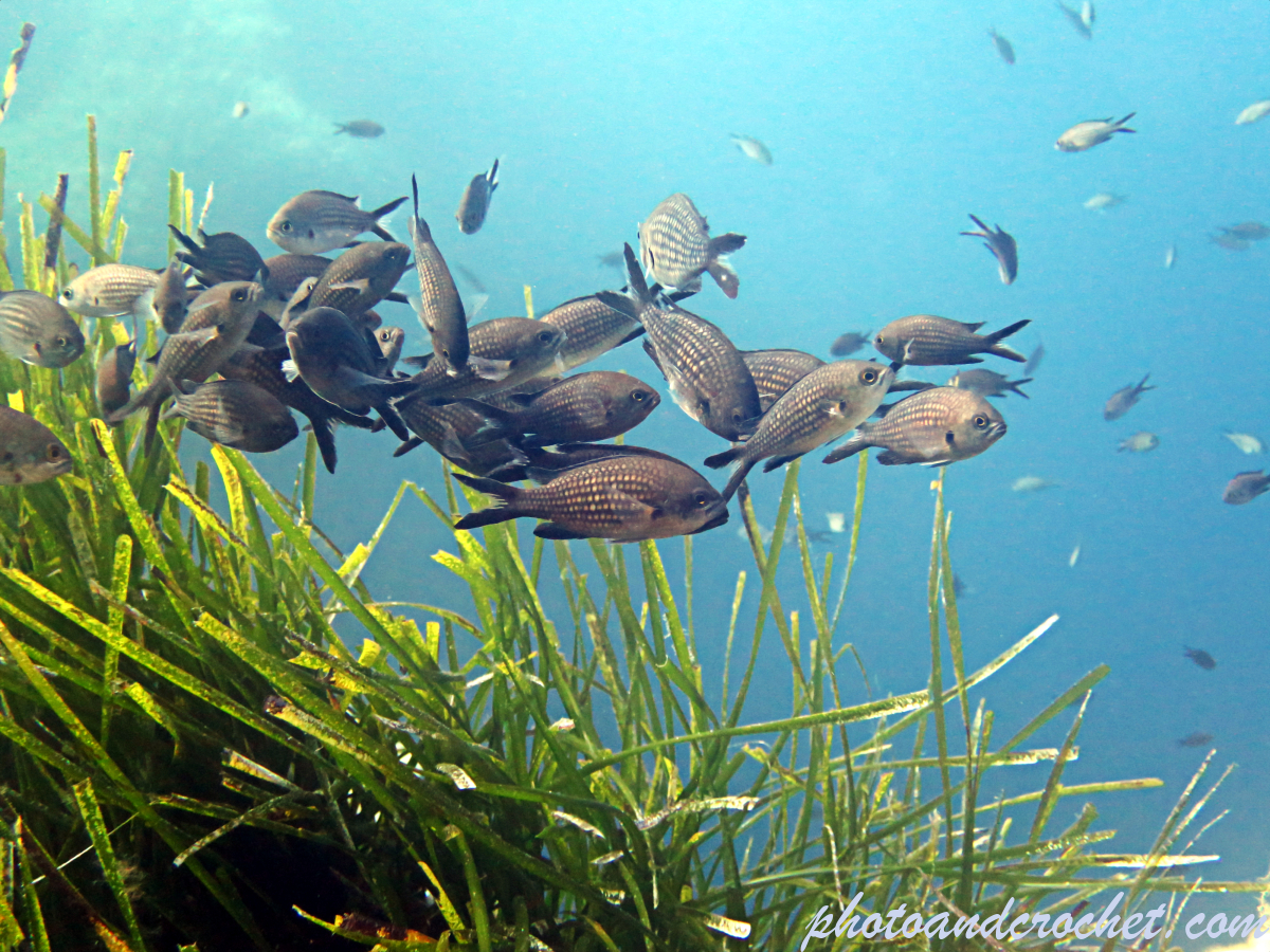 Damselfish - Chromis chromis - Image