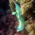 Nudibranch - Hypselodoris valenciennesi - Straight down