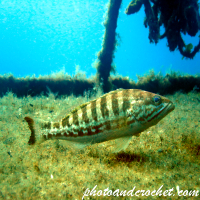 White grouper - Epinephelus aeneus - Image