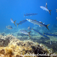 Barracudas - Image