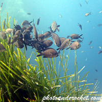 Damselfish - Chromis chromis - Image