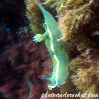 Nudibranch - Hypselodoris valenciennesi - Image