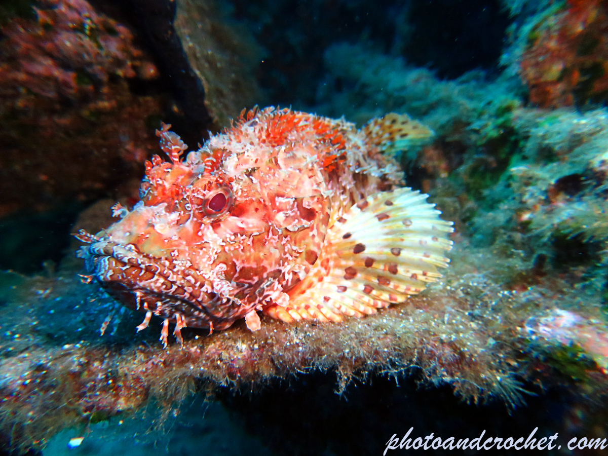 Red Scorpionfish - Scorpaena scrofa - Image