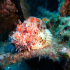 Red Scorpionfish - Scorpaena scrofa - Image