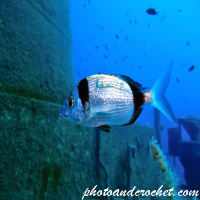 Two-banded Seabream - Diplodus vulgaris - Image