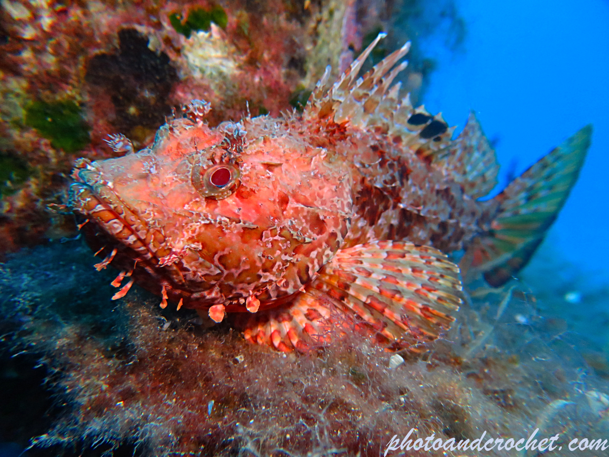 Red Scorpionfish - Scorpaena scrofa - Image