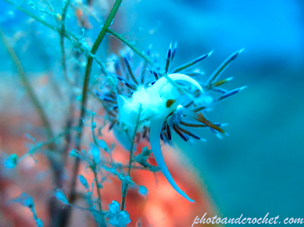 Nudibranch - Flabellina affinis - Image