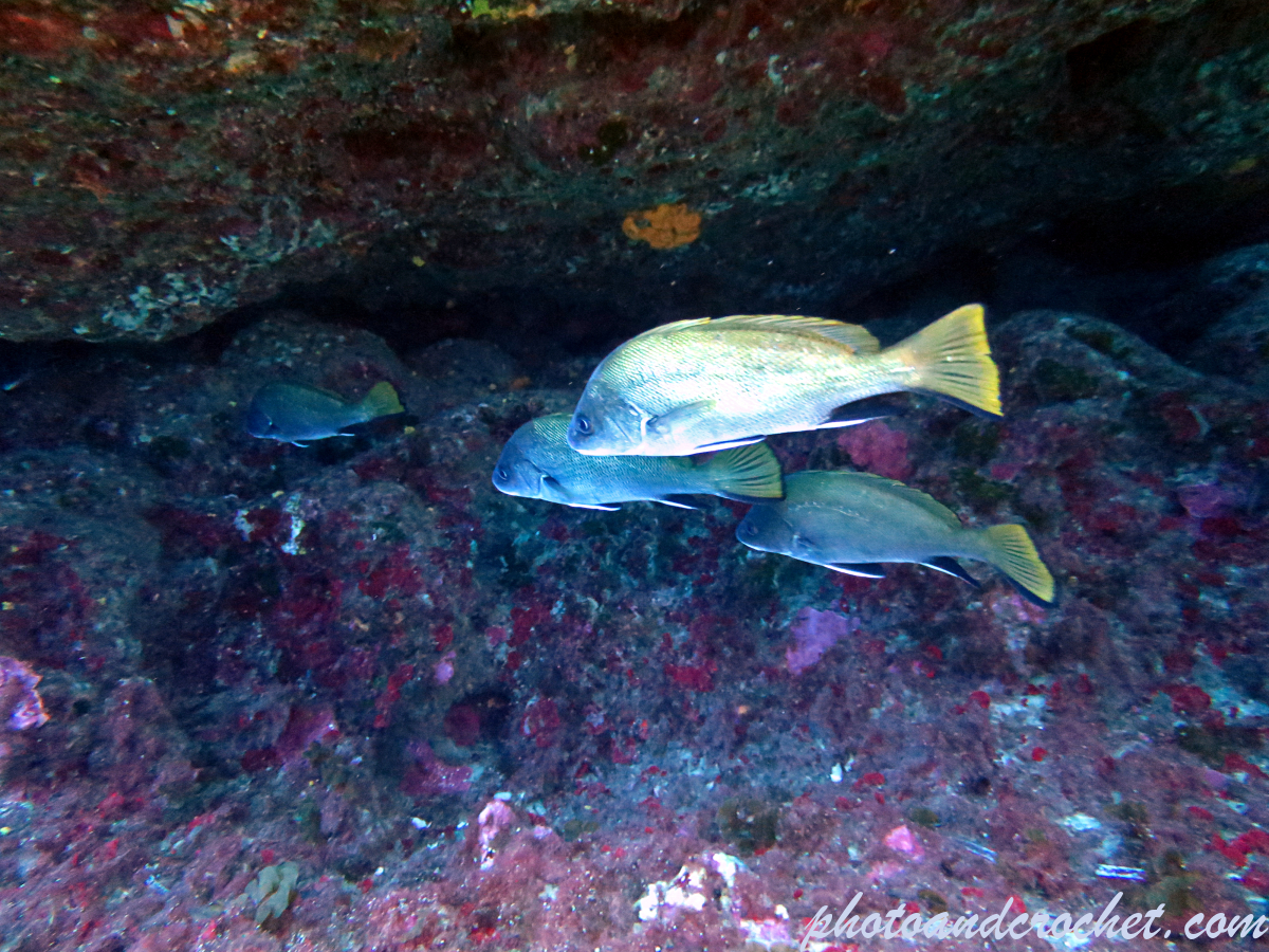 Brown meagre – Sciaena umbra - Image