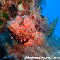 Red Scorpionfish - Scorpaena scrofa - Image