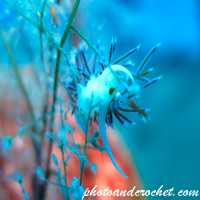 Nudibranch - Flabellina affinis - Image
