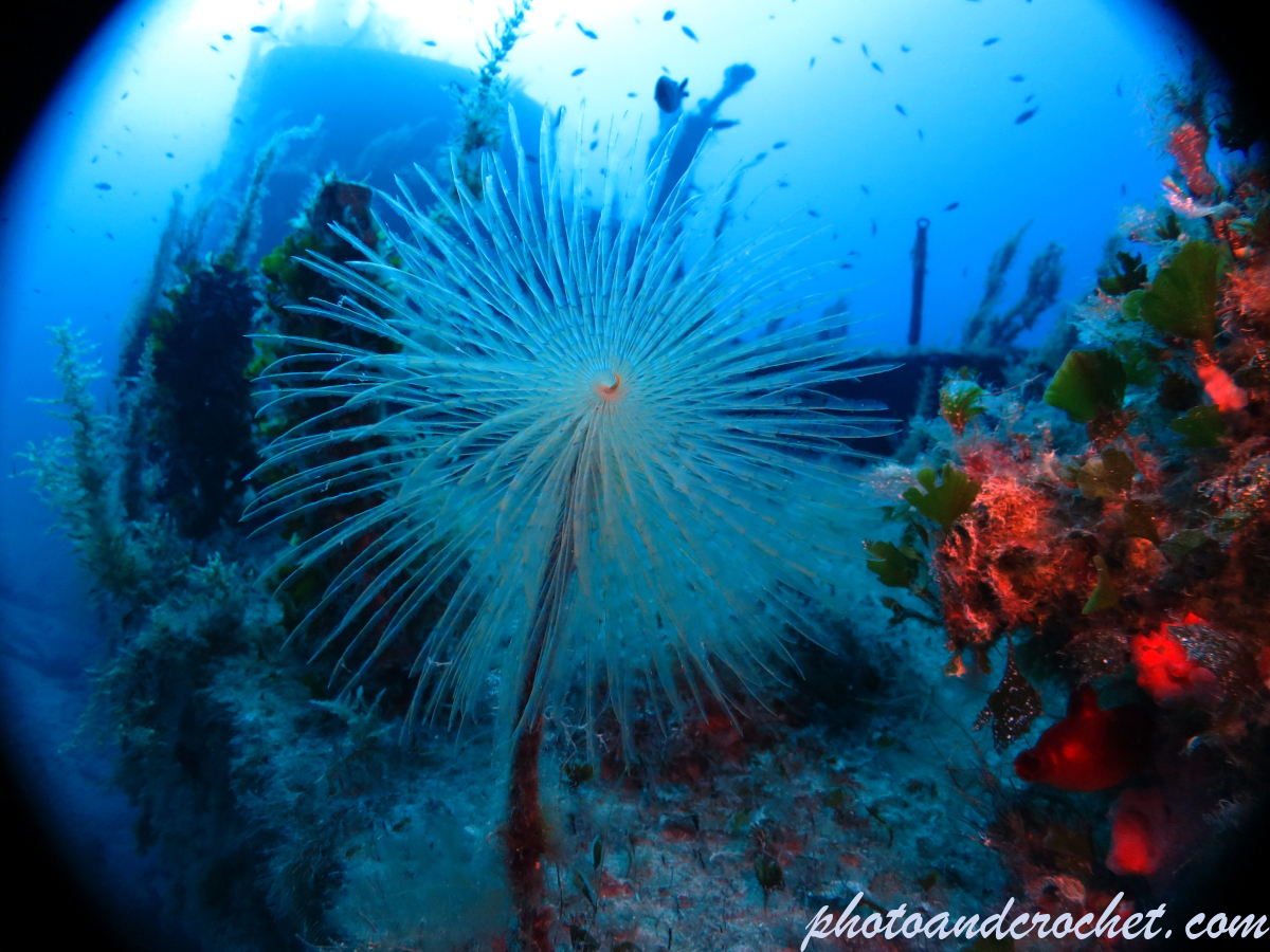 P 29 - Boltenhagen - Image