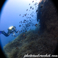 Diver - Exploring the reef - Image