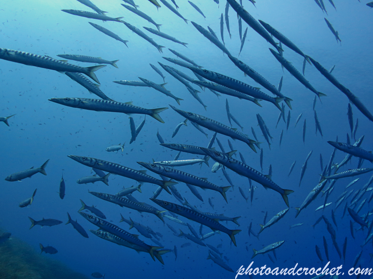 Barracudas - Sphyraena sphyraena - Image