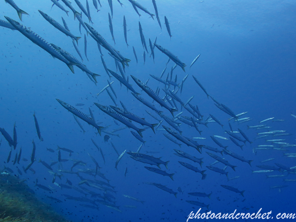 Barracudas - Image