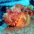 Red Scorpionfish - Scorpaena scrofa - Image