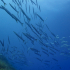 Barracudas - Image