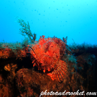 Scorpionfish
