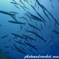 Barracudas - Sphyraena sphyraena - Image