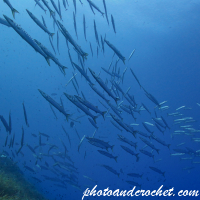 Barracudas - Image