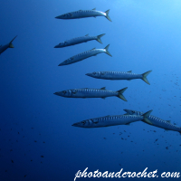 Barracudas - Sphyraena sphyraena - Image