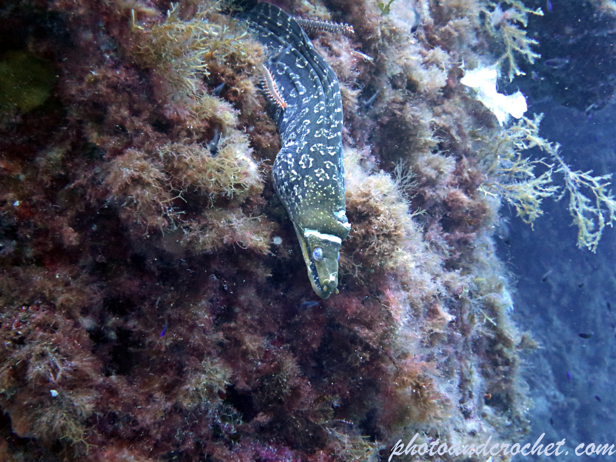 Moray Eel - Muraena helena - Image