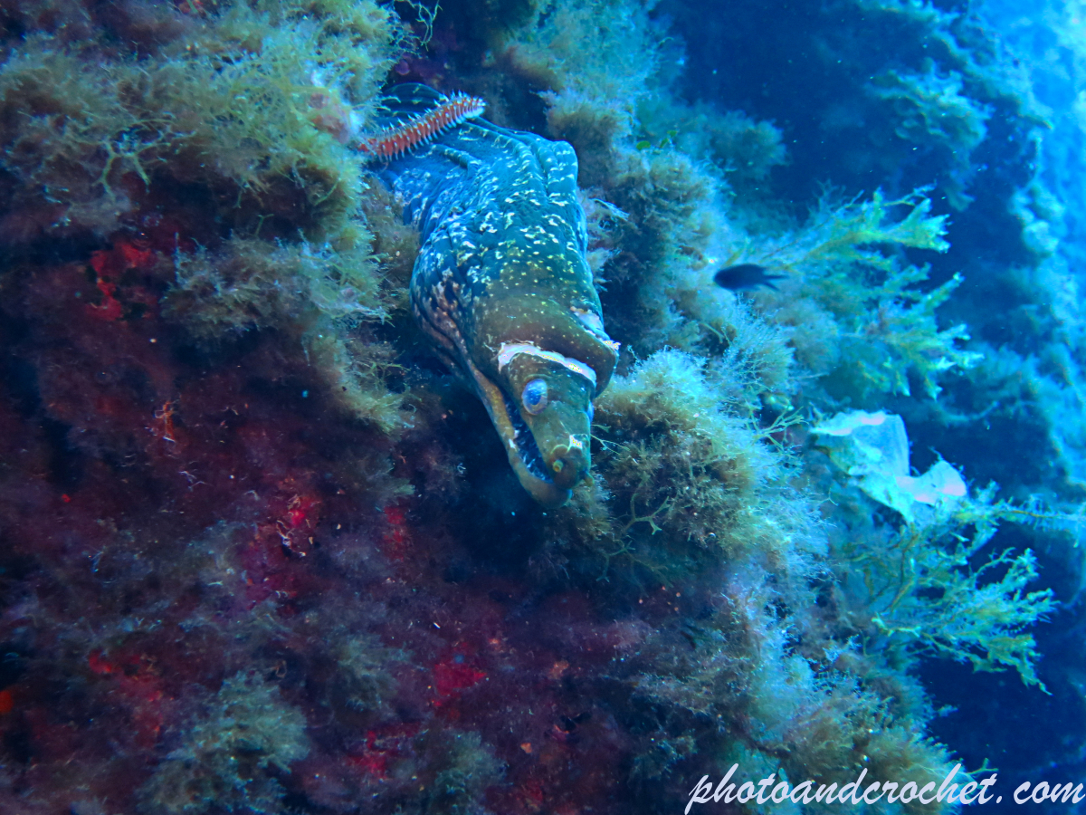 Moray Eel - Muraena helena - Image