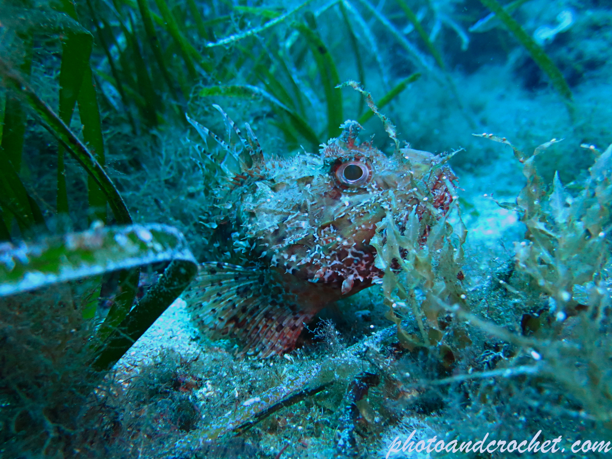 Red Scorpionfish - Scorpaena scrofa - Image