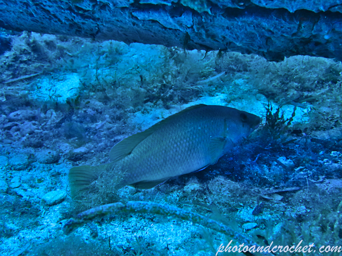 Green wrasse - Labrus viridis - Image