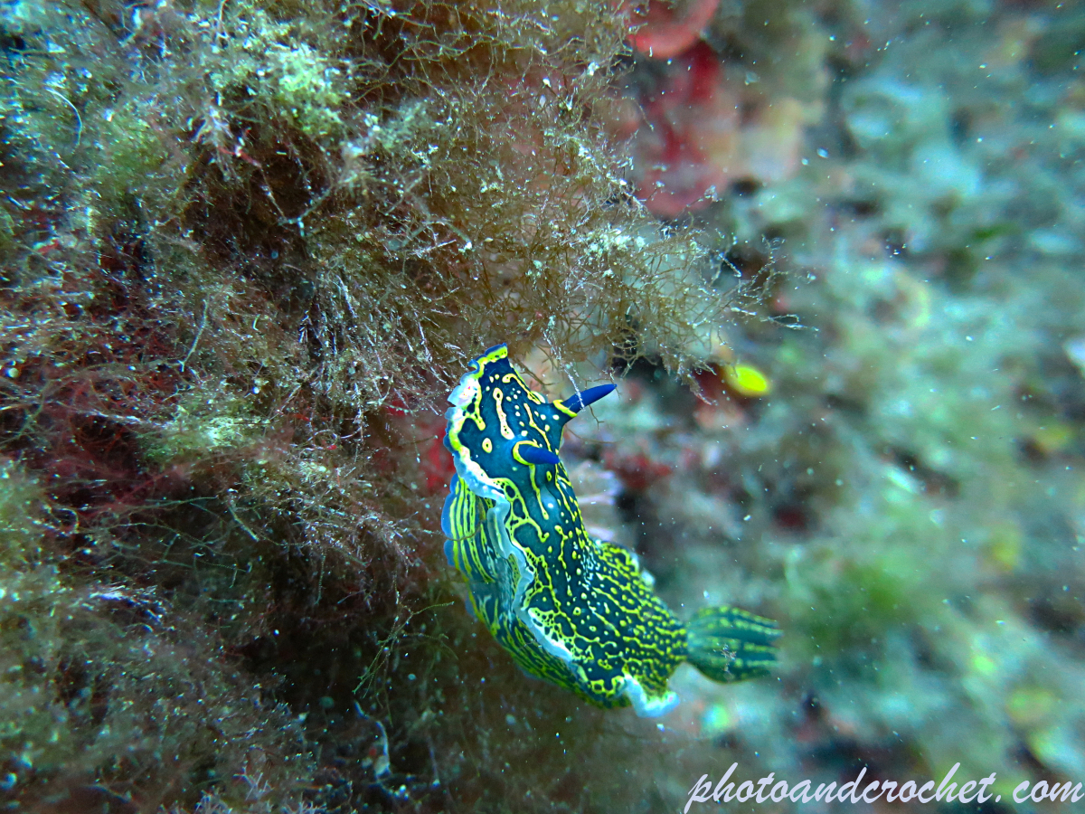 Nudibranch - Hypselodoris valenciennesi - Image