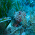 Red Scorpionfish - Scorpaena scrofa - Image