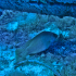 Green wrasse - Labrus viridis - Image