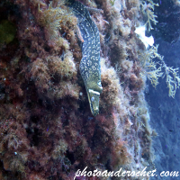 Moray Eel - Muraena helena - Image