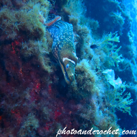 Moray Eel - Muraena helena - Image