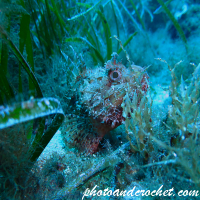 Underwater and Sealife