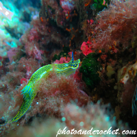 Nudibranch - Hypselodoris valenciennesi - Image