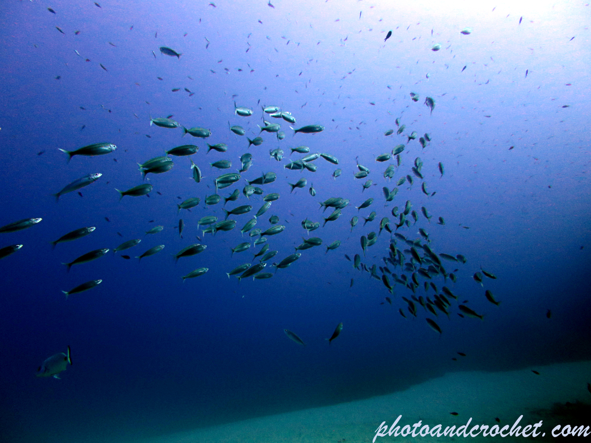 Pilchard - Sardina pilchardus - Image