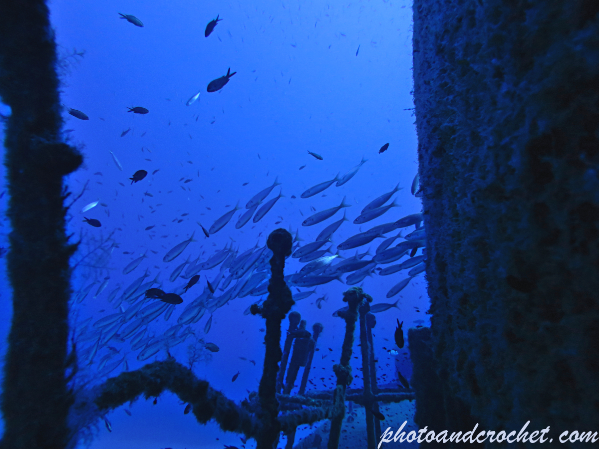 Pilchard - Sardina pilchardus - Image