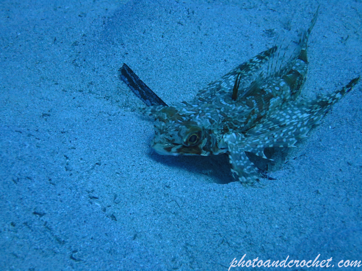 Flying Gurnard - Dactylopterus volitans - Image
