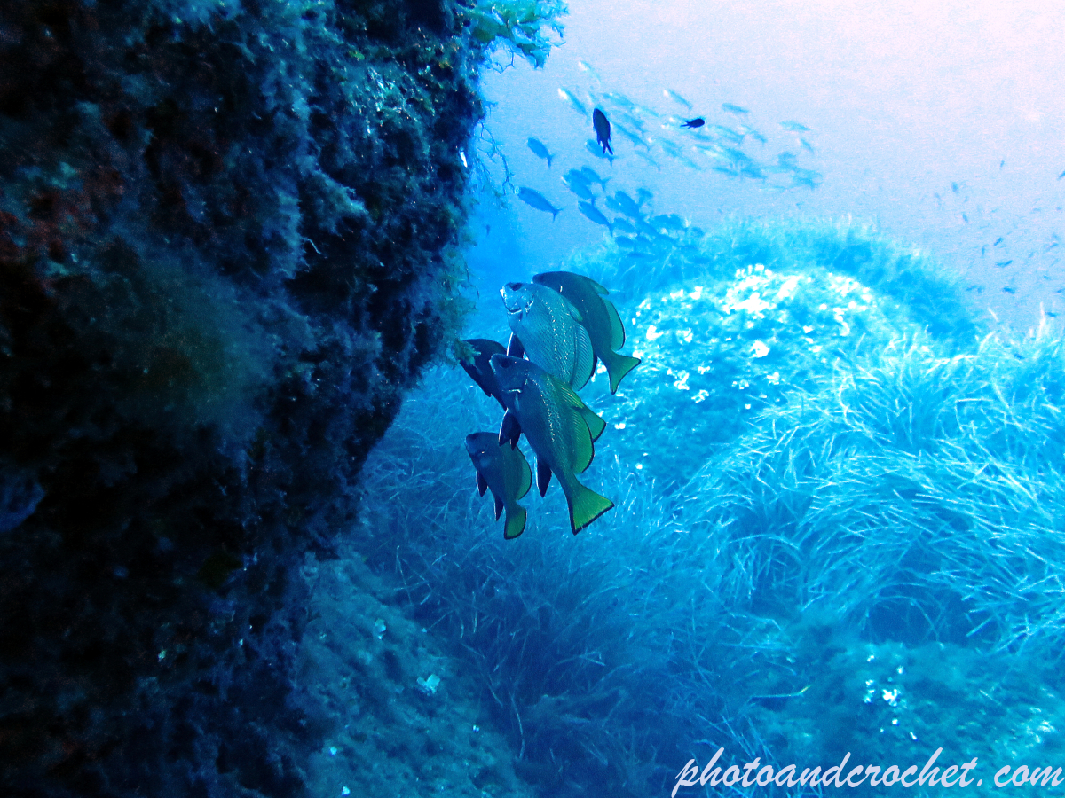 Brown meagre – Sciaena umbra - Image