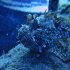 Red Scorpionfish - Scorpaena scrofa - Image