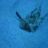 Flying Gurnard - Dactylopterus volitans - Image