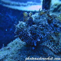 Scorpionfish