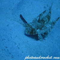 Flying Gurnard - Dactylopterus volitans - Image