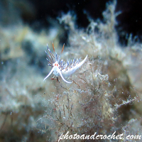 Nudibranch - Flabellina affinis - Image