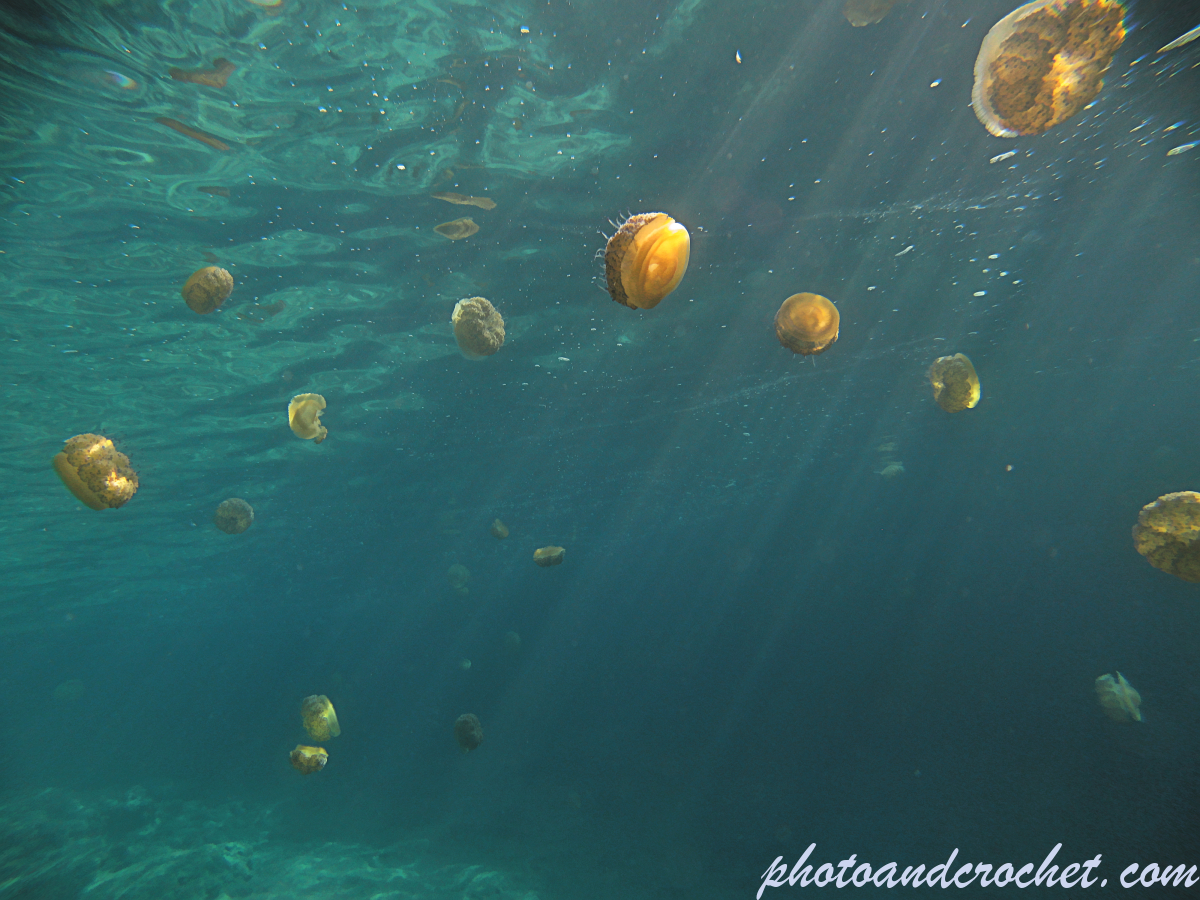 Cassiopeia - Cothyloriza tubercolata - Image