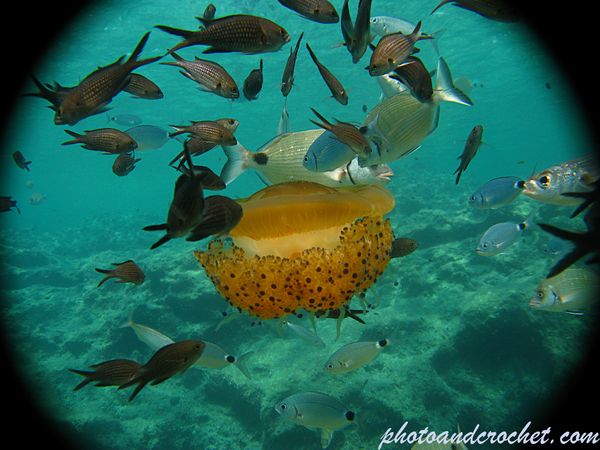 Cassiopeia - Cothyloriza tubercolata - Image