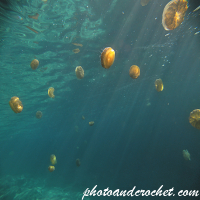 Cassiopeia - Cothyloriza tubercolata - Image