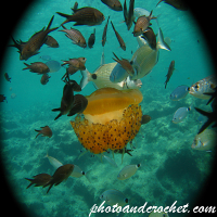 Cassiopeia - Cothyloriza tubercolata - Image