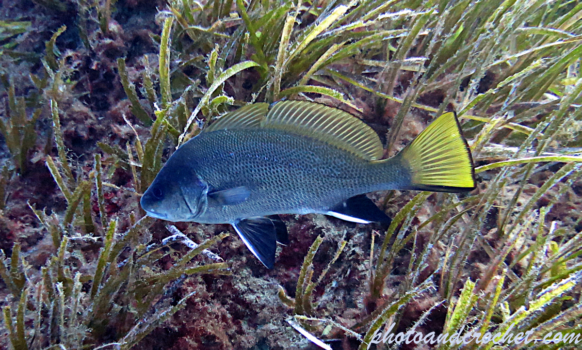 Brown meagre – Sciaena umbra - Image