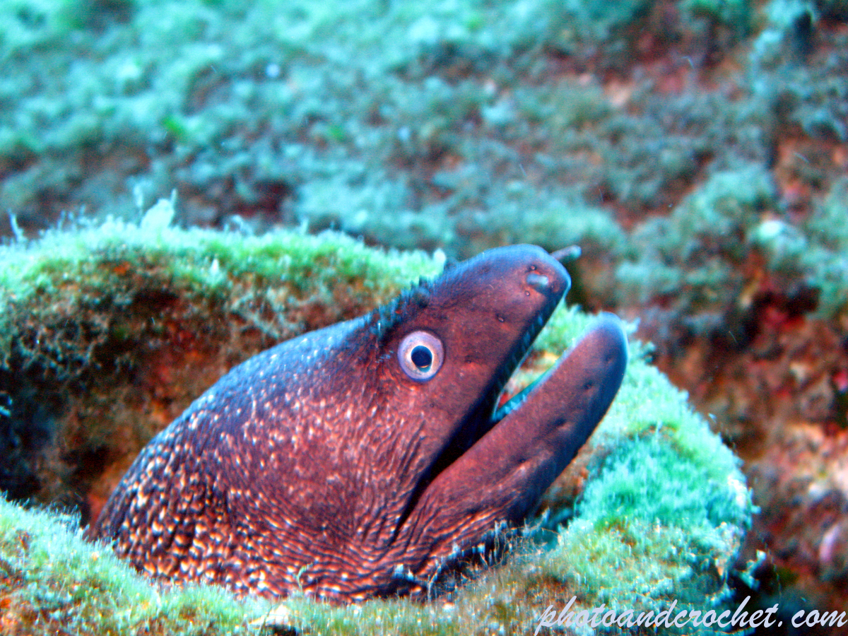 Moray Eel - Muraena helena - Image